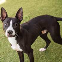 Thumbnail photo of Bogart #2