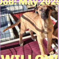 Thumbnail photo of WILLOW #2