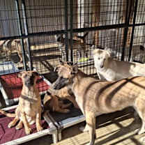 Thumbnail photo of WILLOW #4