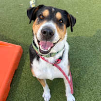 adopt-pet