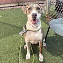 adopt-pet