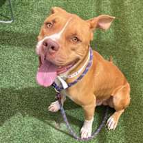 adopt-pet