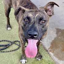 adopt-pet