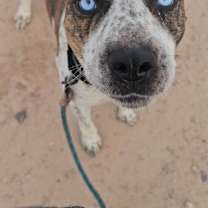 adopt-pet