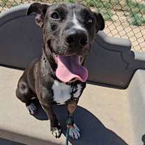 adopt-pet