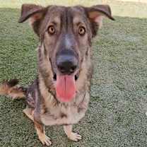 adopt-pet
