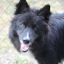 Thumbnail photo of Apollo #1