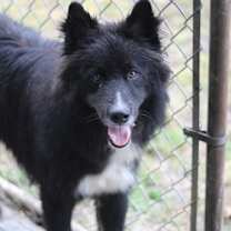 Thumbnail photo of Apollo #2