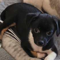 adopt-pet