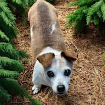 Thumbnail photo of MAX (bonded w/Mickey) #4