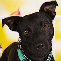 adopt-pet