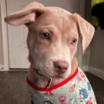 adopt-pet