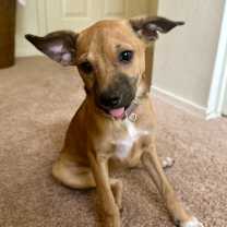 adopt-pet