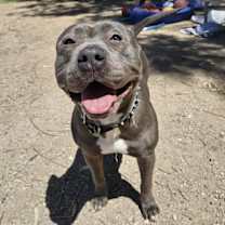 Thumbnail photo of Roxy #3