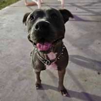 Thumbnail photo of Roxy #4