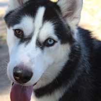 Thumbnail photo of Thor #2