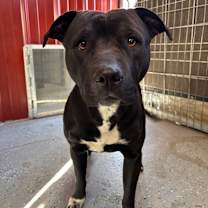 Thumbnail photo of Diamond  #2