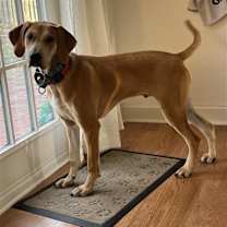 Thumbnail photo of Sweet William #2