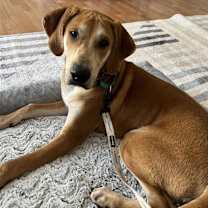 Thumbnail photo of Sweet William #3