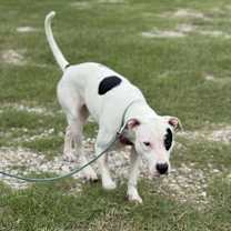 Thumbnail photo of Molly #1