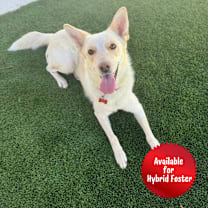 Thumbnail photo of Indy #1