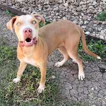 Thumbnail photo of Chop #3