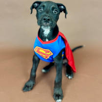 adopt-pet