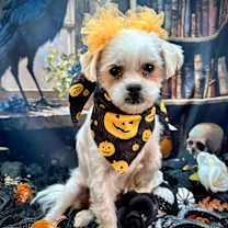 Thumbnail photo of Yolanda #1