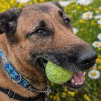 adopt-pet