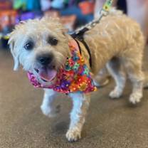 adopt-pet