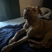 Thumbnail photo of Ozzy #4