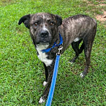 Thumbnail photo of Beavis #3