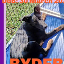 Thumbnail photo of RYDER #3