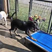 Thumbnail photo of RYDER #4