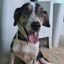 adopt-pet