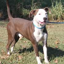 Thumbnail photo of Finn fka Snickers #2