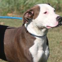 Thumbnail photo of Finn fka Snickers #4