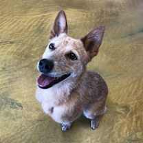 adopt-pet