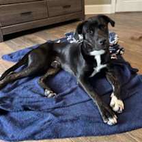 Thumbnail photo of X #3