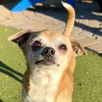 adopt-pet