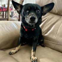 Thumbnail photo of Pink Lonestar* #2