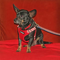 Thumbnail photo of Pink Lonestar* #3