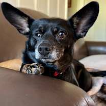 Thumbnail photo of Pink Lonestar* #4