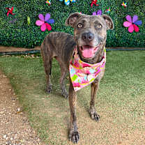 Thumbnail photo of Micky #1