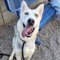 adopt-pet