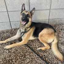 adopt-pet