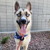 adopt-pet