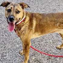 adopt-pet