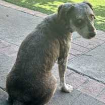 Thumbnail photo of Charlie #1