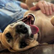 Thumbnail photo of Ash (Volcano) #2